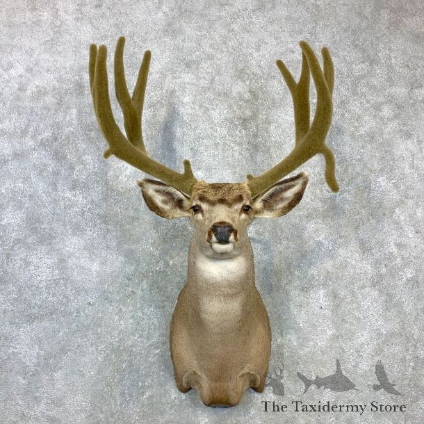 Mule Deer Shoulder Mount For Sale #23077 @ The Taxidermy Store