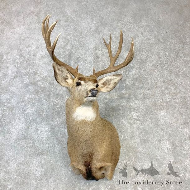 Mule Deer Shoulder Mount For Sale #23089 @ The Taxidermy Store
