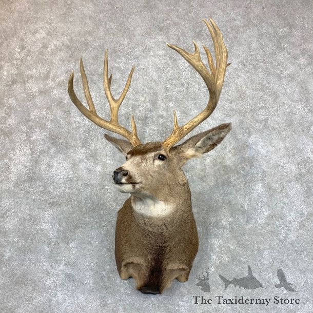 Mule Deer Shoulder Mount For Sale #23528 @ The Taxidermy Store