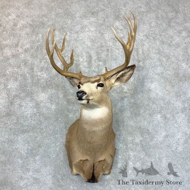 Mule Deer Shoulder Mount For Sale #23616 @ The Taxidermy Store