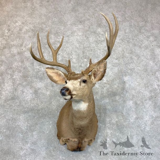 Mule Deer Shoulder Mount For Sale #23617 @ The Taxidermy Store