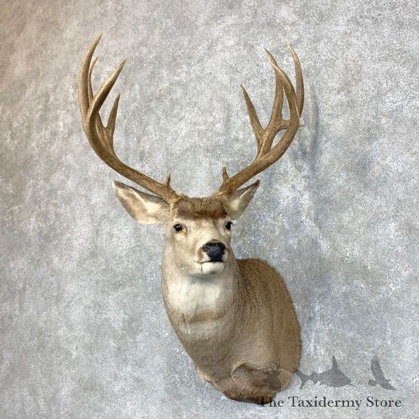 Mule Deer Shoulder Mount For Sale #23856 @ The Taxidermy Store