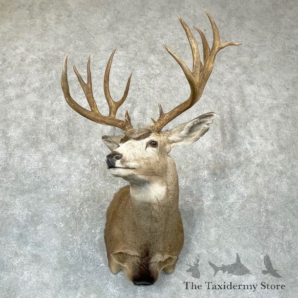 Mule Deer Shoulder Mount For Sale #24380 @ The Taxidermy Store