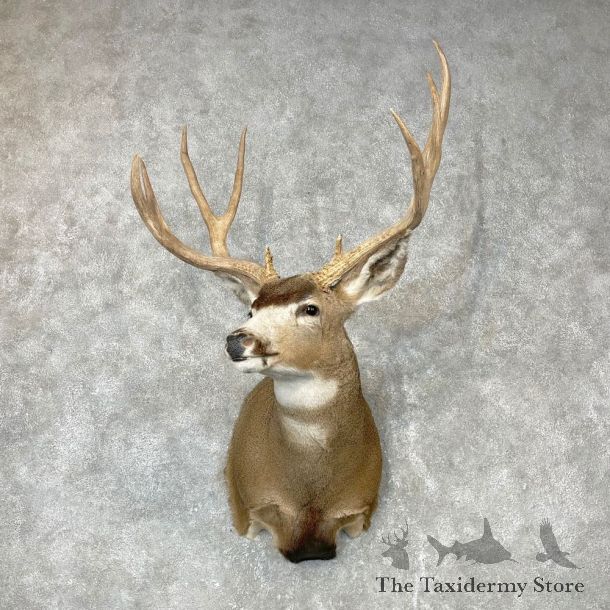 Mule Deer Shoulder Mount For Sale #24385 @ The Taxidermy Store