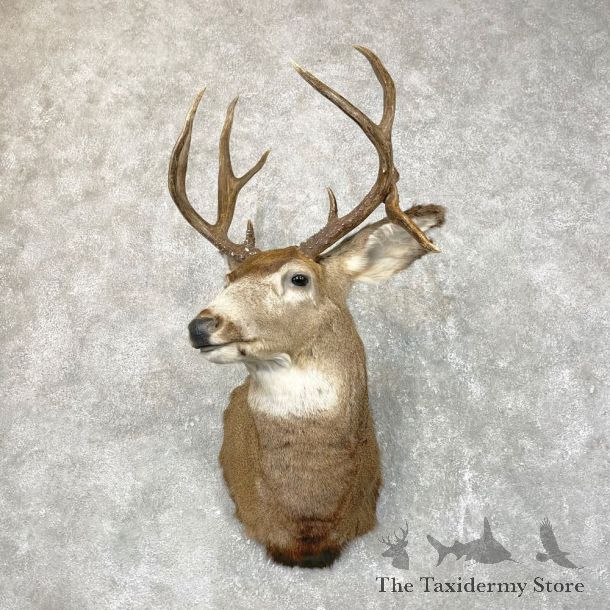 Mule Deer Shoulder Mount For Sale #24522 @ The Taxidermy Store
