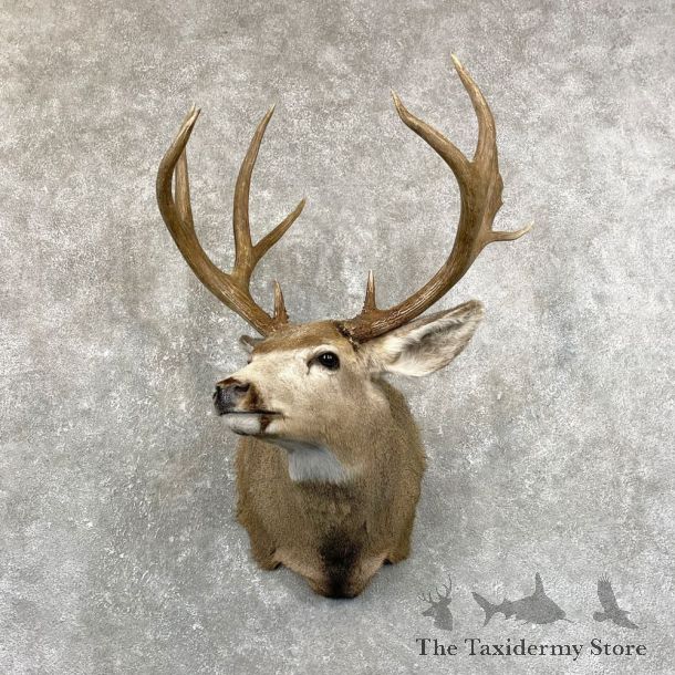 Mule Deer Shoulder Mount For Sale #24667 @ The Taxidermy Store
