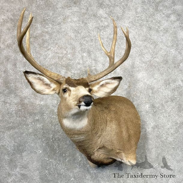 Mule Deer Shoulder Mount For Sale #24790 @ The Taxidermy Store