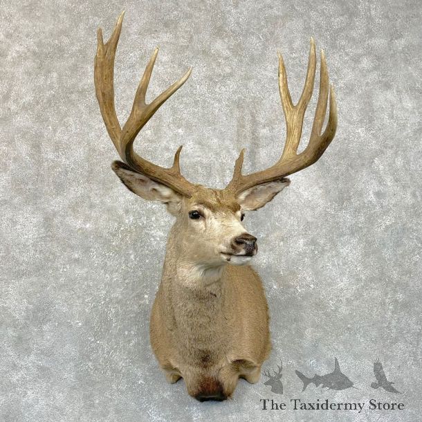 Mule Deer Shoulder Mount For Sale #24939 @ The Taxidermy Store