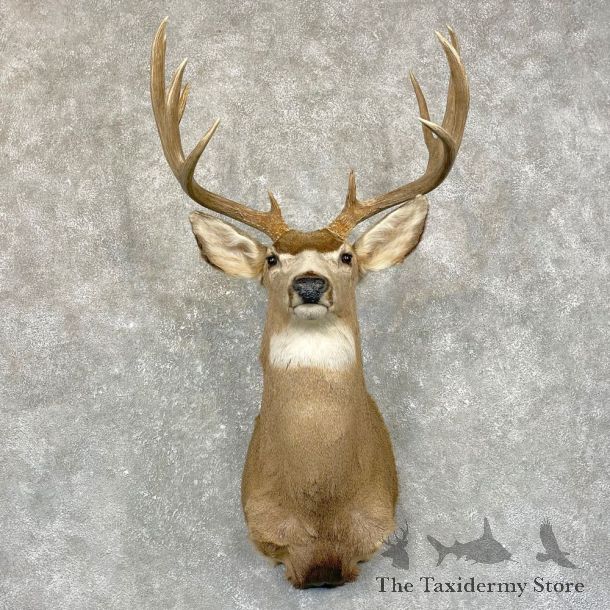 Mule Deer Shoulder Mount For Sale #24941 @ The Taxidermy Store