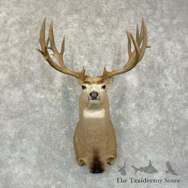 Mule Deer Shoulder Mount For Sale #24945 @ The Taxidermy Store