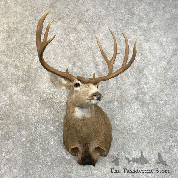 Mule Deer Shoulder Mount For Sale #25120 @ The Taxidermy Store