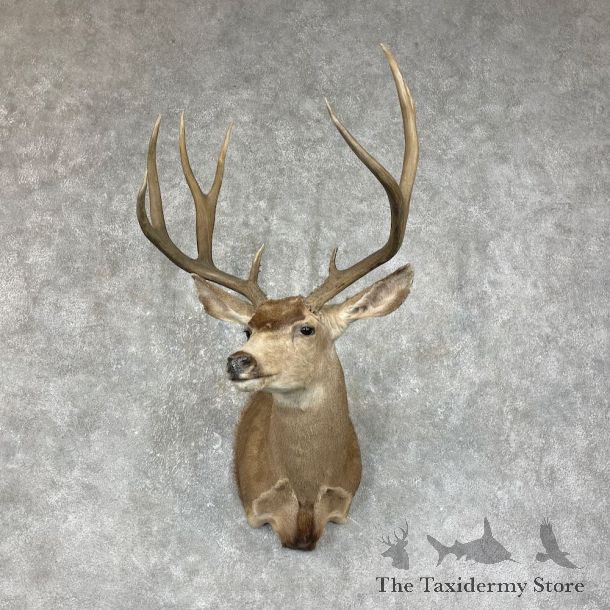 Mule Deer Shoulder Mount For Sale #25303 @ The Taxidermy Store