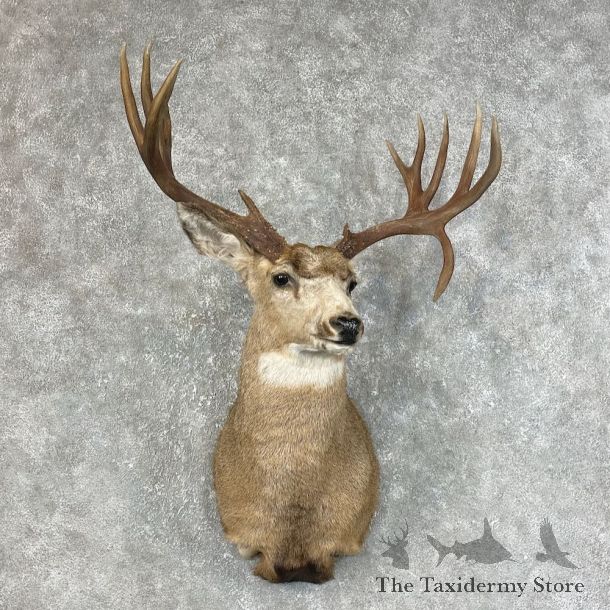Mule Deer Shoulder Mount For Sale #25468 @ The Taxidermy Store