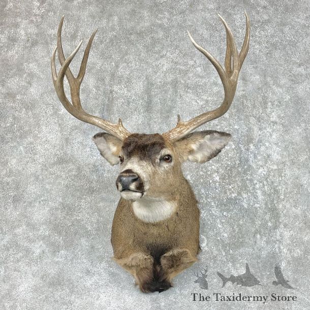 Mule Deer Shoulder Mount For Sale #25502 - The Taxidermy Store