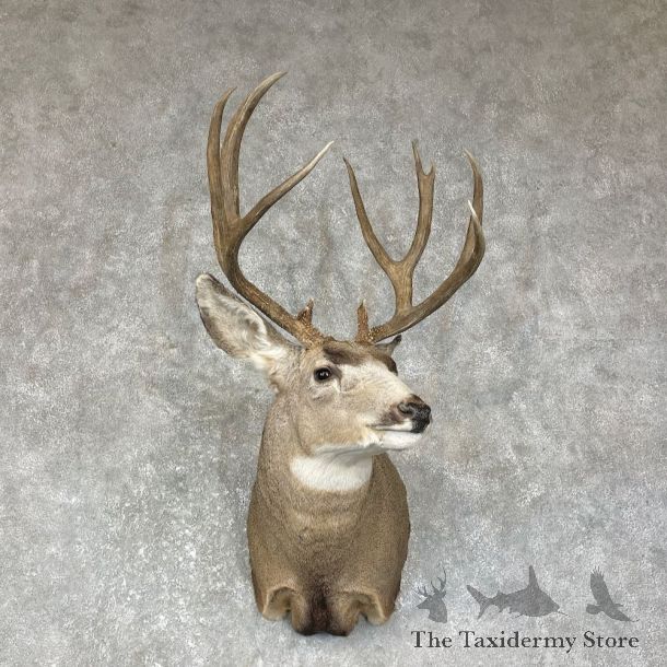 Mule Deer Shoulder Mount For Sale #25637 @ The Taxidermy Store