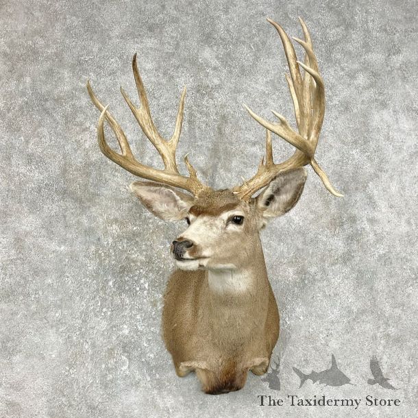 Mule Deer Shoulder Mount For Sale #25868 @ The Taxidermy Store