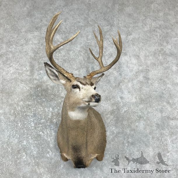 Mule Deer Shoulder Mount For Sale #26217 @ The Taxidermy Store