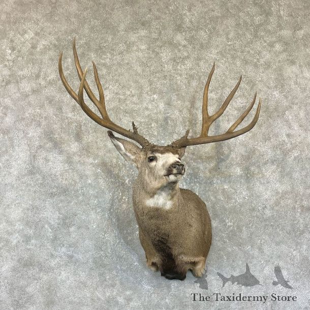 Mule Deer Shoulder Mount For Sale #26313 @ The Taxidermy Store