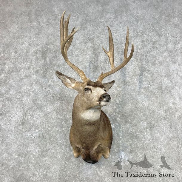 Mule Deer Shoulder Mount For Sale #26800 @ The Taxidermy Store