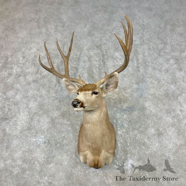 Mule Deer Shoulder Mount For Sale #26818 @ The Taxidermy Store
