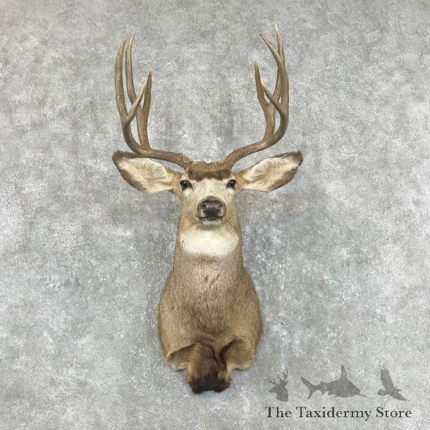 Mule Deer Shoulder Mount For Sale #26910 @ The Taxidermy Store