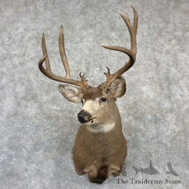 Mule Deer Shoulder Mount For Sale #27139 @ The Taxidermy Store