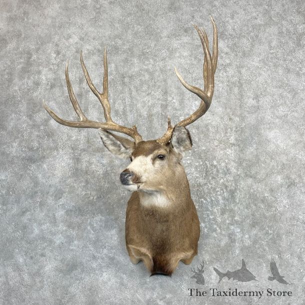 Mule Deer Shoulder Mount For Sale #27271 @ The Taxidermy Store