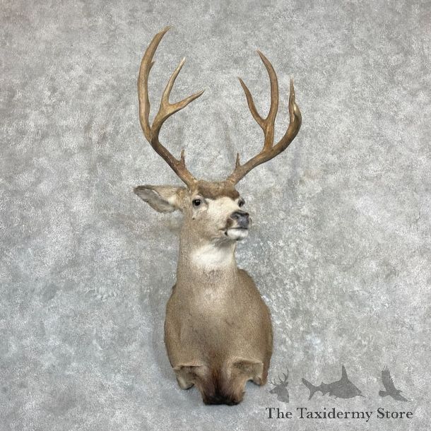 Mule Deer Shoulder Mount For Sale #27275 @ The Taxidermy Store
