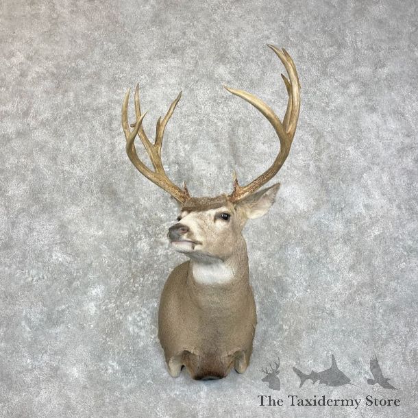 Mule Deer Shoulder Mount For Sale #28007 @ The Taxidermy Store