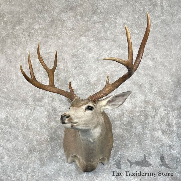 Mule Deer Shoulder Mount For Sale #28078 @ The Taxidermy Store