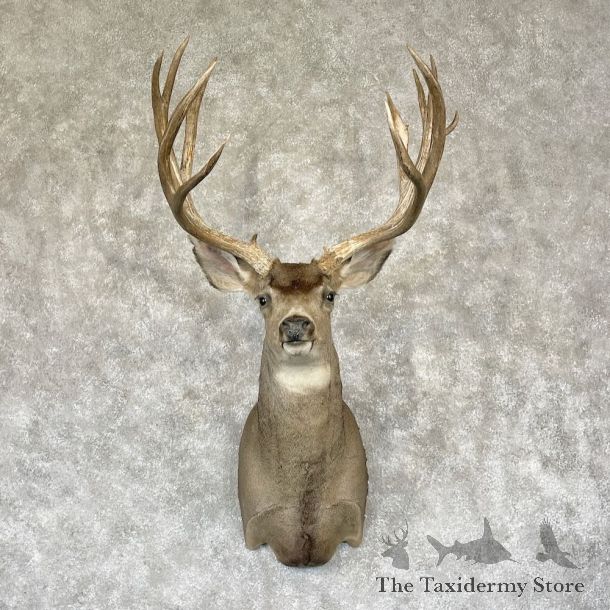 Mule Deer Shoulder Mount For Sale #28157 @ The Taxidermy Store