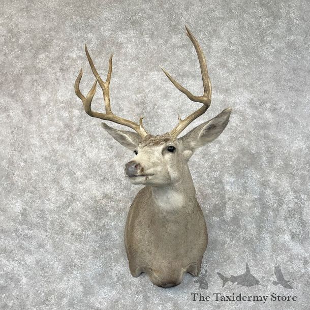 Mule Deer Shoulder Mount For Sale #28425 @ The Taxidermy Store