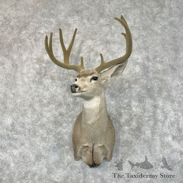 Mule Deer Shoulder Mount For Sale #28426 @ The Taxidermy Store