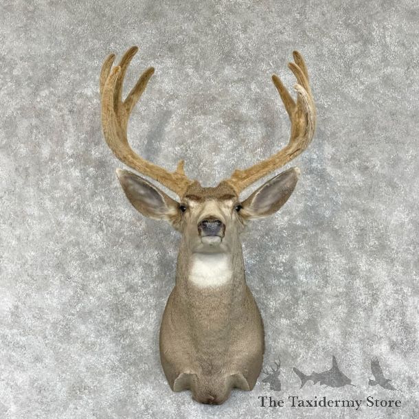 Mule Deer Shoulder Mount For Sale #28563 @ The Taxidermy Store