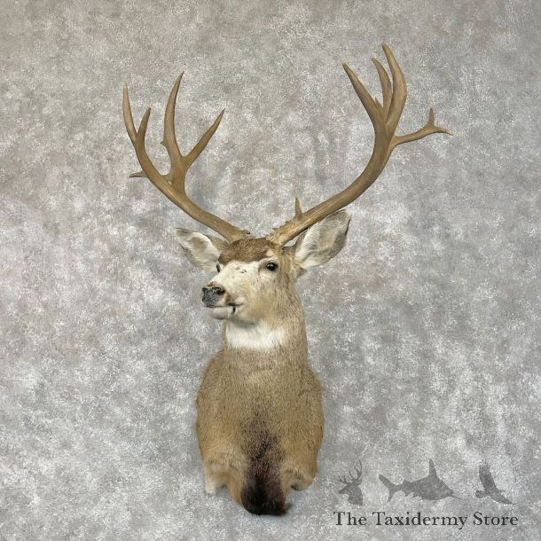 Mule Deer Shoulder Mount For Sale #28689 @ The Taxidermy Store