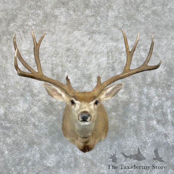 Mule Deer Shoulder Mount For Sale #24940 @ The Taxidermy Store