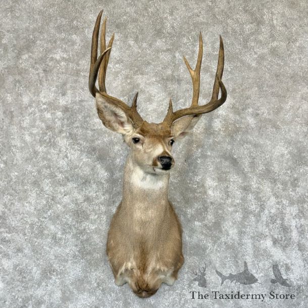 Mule Deer Shoulder Mount For Sale #24940 @ The Taxidermy Store
