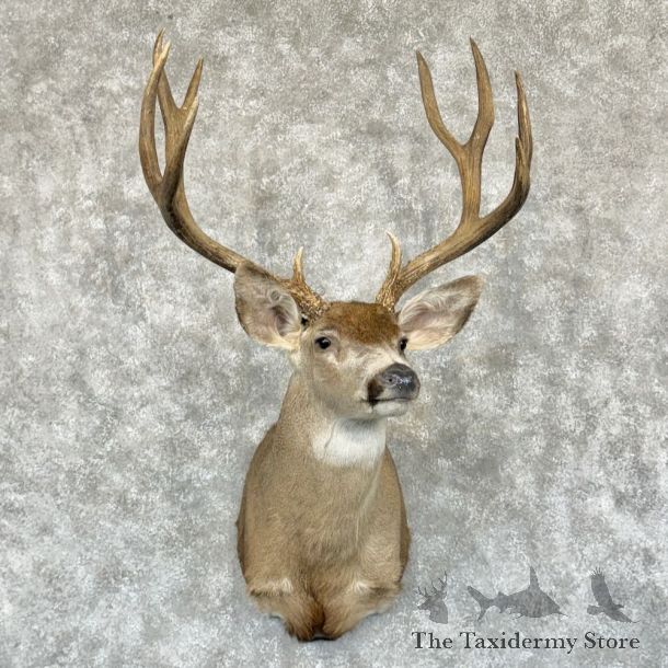 Mule Deer Shoulder Mount For Sale #23085 @ The Taxidermy Store