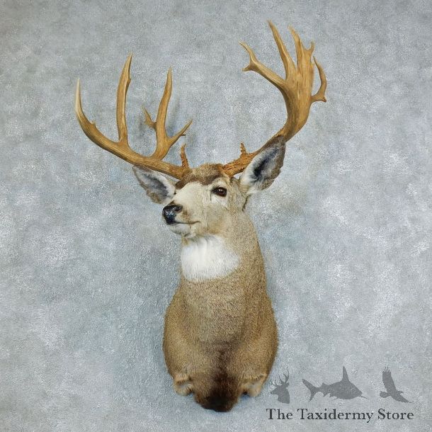 Mule Deer Shoulder Taxidermy Head Mount For Sale #18508 @ The Taxidermy Store
