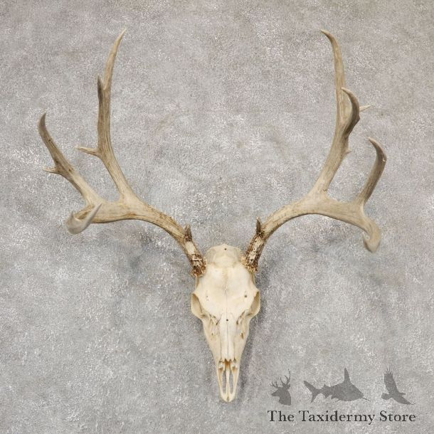 Mule Deer Skull Antler European Mount For Sale #18947 @ The Taxidermy Store