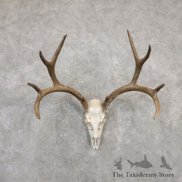 Mule Deer Skull Antler European Mount For Sale #20027 @ The Taxidermy Store