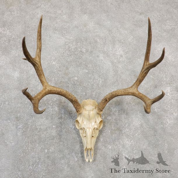 Mule Deer Skull Antler European Mount For Sale #20028 @ The Taxidermy Store
