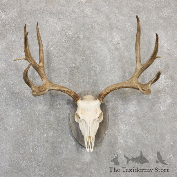 Mule Deer Skull Antler European Mount For Sale #20031 @ The Taxidermy Store