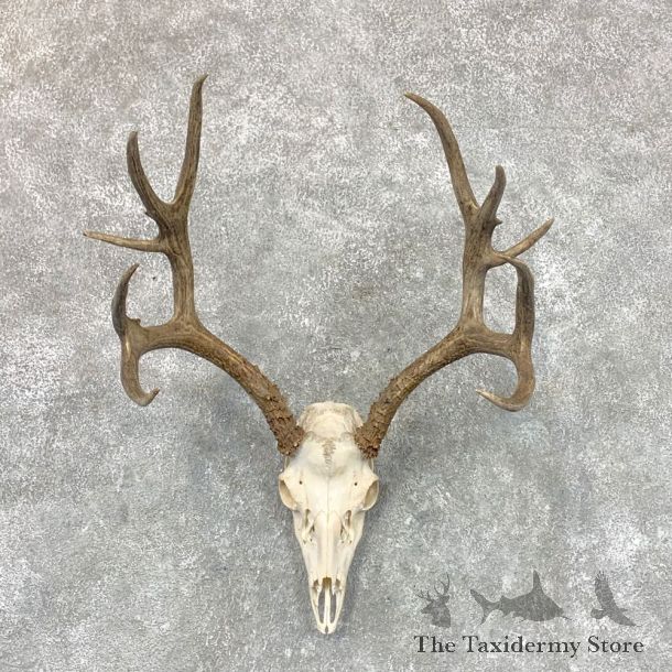 Mule Deer Skull Antler European Mount For Sale #22663 @ The Taxidermy Store