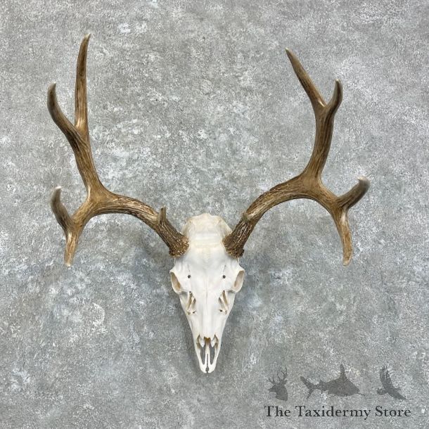 Mule Deer Skull Antler European Mount For Sale #27940 @ The Taxidermy Store