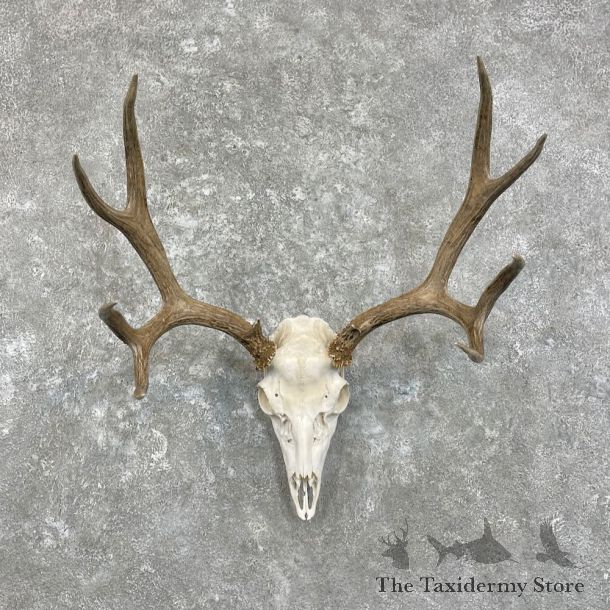 Mule Deer Skull Antler European Mount For Sale #27941 @ The Taxidermy Store