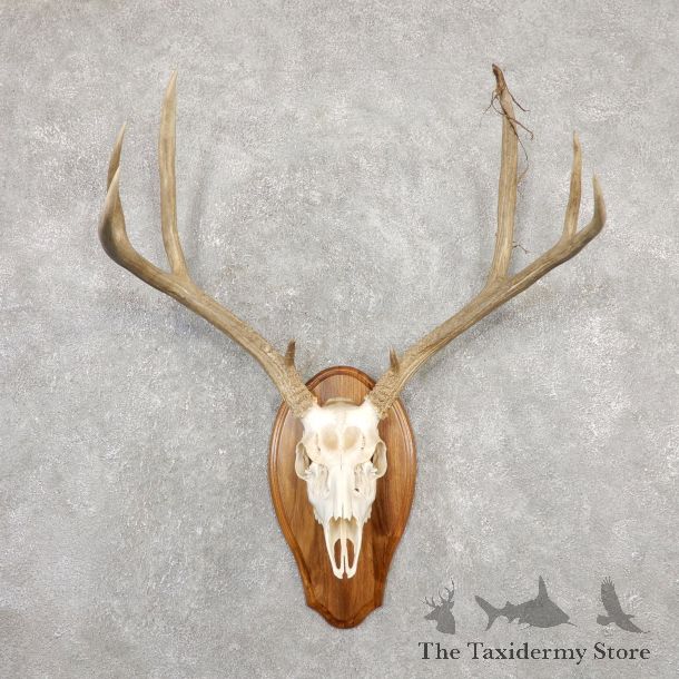 Mule Deer Skull European Mount For Sale #20025 @ The Taxidermy Store