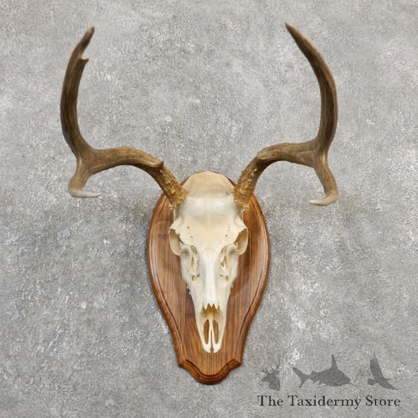 Mule Deer Skull European Mount For Sale #20030 @ The Taxidermy Store