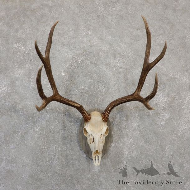 Mule Deer Skull European Mount For Sale #20063 @ The Taxidermy Store