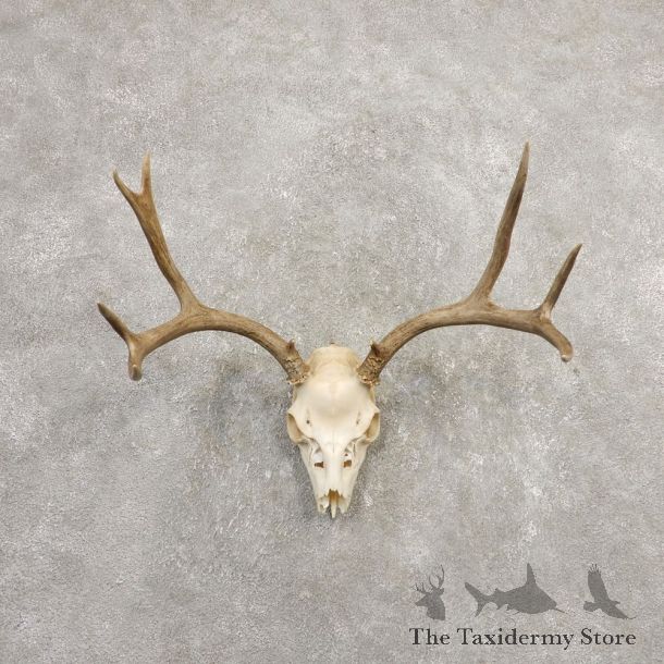 Mule Deer Skull European Mount For Sale #20370 @ The Taxidermy Store